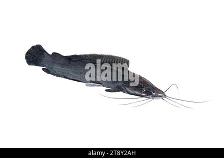 Poisson-chat africain isolé sur fond blanc Banque D'Images