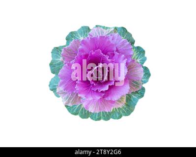 Chou décoratif avec feuilles violettes vue de dessus. plante kale floraison en plein air isolé sur fond blanc Banque D'Images
