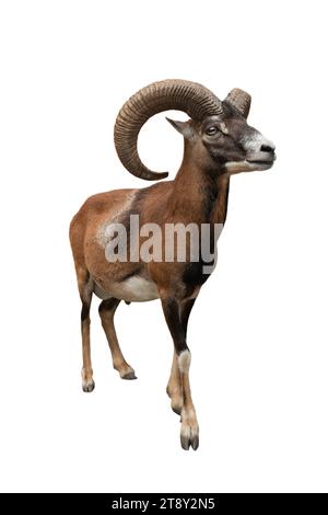 mouflon mâle isolé sur fond blanc Banque D'Images