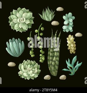 Succulentes et cactus isolés. Vecteur. Illustration de Vecteur