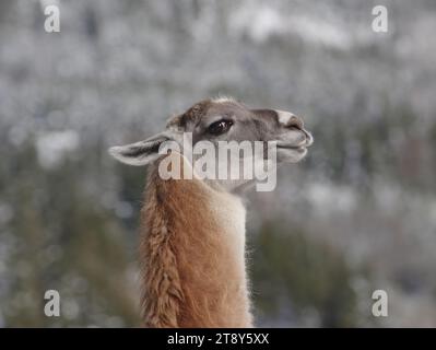 portrait lama sur un fond gris flou Banque D'Images