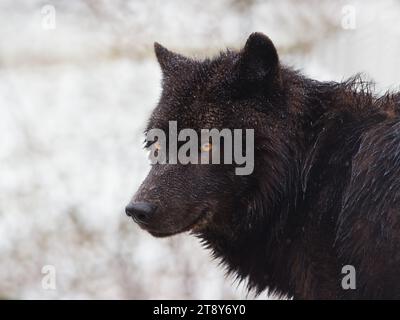 Portrait de loup noir canadien sur fond de neige Banque D'Images