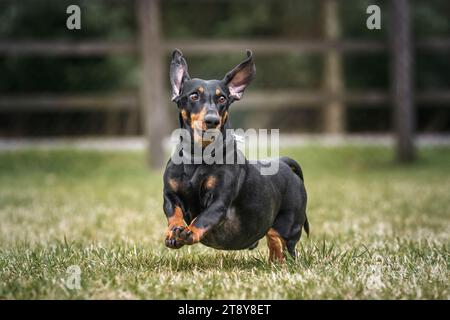 Grand chien Teckel noir sur une course avec des oreilles et des pattes dans un champ Banque D'Images