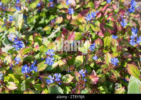 Plumbago chinois (ceratostigma willmottianum) fleurs en fleurs Banque D'Images