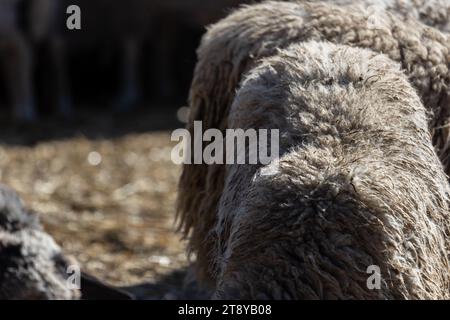 Les moutons paissent paisiblement dans la plume. Beaucoup de beaux agneaux. Les rayons du soleil illuminent la laine blanche, noire et brune des brebis. Ils hu Banque D'Images
