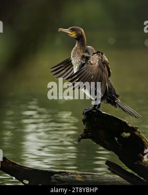 Un Cormoran, Phalacrocorax carbo, perché sur une bûche séchant ses ailes, Cemetery Lake, Southampton Common, Hampshire, Angleterre Banque D'Images