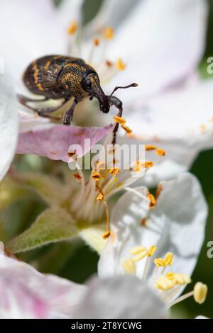 charançon noir et jaune perché sur les fleurs de pommier par une journée ensoleillée. photographie verticale de la flore et de la faune. Espace de copie. Banque D'Images