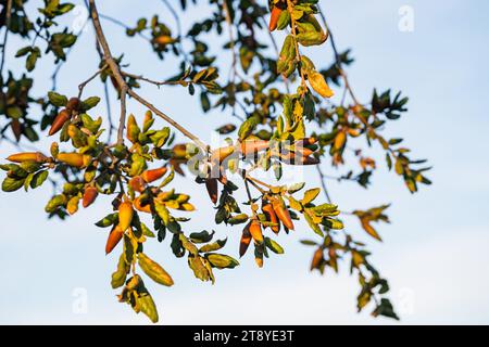 Graines de chêne vivant de la côte (Quercus agrifolia) gros plan sur une branche d'arbre. Glands de chêne gros plan au coucher du soleil Banque D'Images