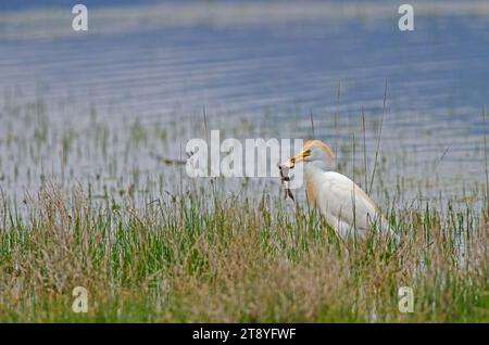 Héron de bétail de l'Ouest (Bubulcus ibis) attrapant des grenouilles dans une zone humide. Banque D'Images