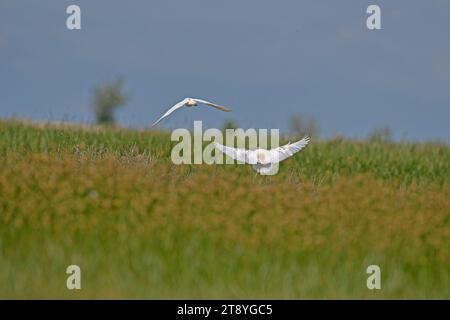 Héron de bétail de l'Ouest (Bubulcus ibis) volant au-dessus de l'herbe verte dans une zone humide. Banque D'Images