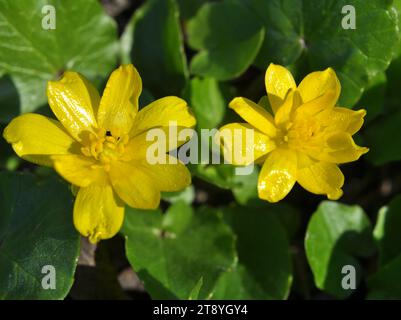 Au printemps, Ranunculus ficaria fleurit dans la nature Banque D'Images