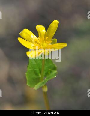 Au printemps, Ranunculus ficaria fleurit dans la nature Banque D'Images