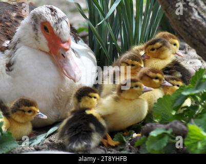 Une femelle de canard musqué (Cairina moschata) avec sa couvée de deux jours. Banque D'Images