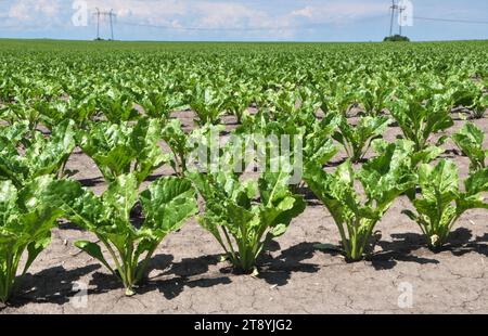 Au printemps, la betterave à sucre pousse sur le champ de l'agriculteur Banque D'Images