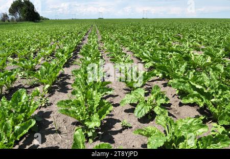 Au printemps, la betterave à sucre pousse sur le champ de l'agriculteur Banque D'Images