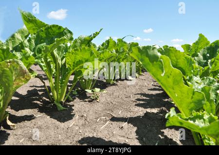 Au printemps, la betterave à sucre pousse sur le champ de l'agriculteur Banque D'Images