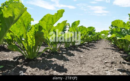 Au printemps, la betterave à sucre pousse sur le champ de l'agriculteur Banque D'Images