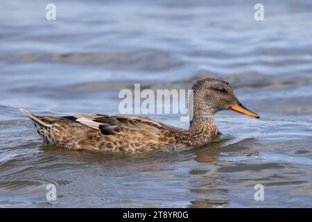 Un gadwall, Mareca strepera, une femelle canard en train de piquer, nageant vers la caméra. Banque D'Images