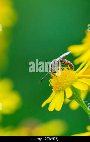 Gros plan d'un lasioglossum calceatum, espèce paléarctique d'abeille sudorifère, pollinisant sur une fleur jaune. Banque D'Images