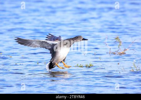 Un gadwall, Mareca strepera, canard dablant, en vol vers la caméra. Banque D'Images