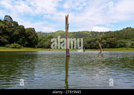 Lac Periyar | Grand tronc d'arbre au milieu du lac Banque D'Images