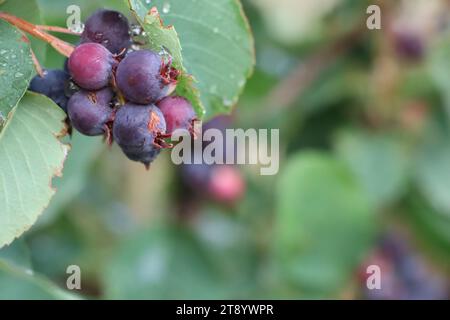 Baies bleues mûres sur fond de feuilles vertes mûrissant en été dans le potager Banque D'Images