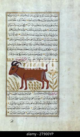 Version turque des Merveilles de la création, Une chèvre sauvage, il s'agit d'une version turque ottomane illuminée et illustrée de ʿAjāʾib al-makhlūqāt (Merveilles de la création) par Zakarīyā al-Qazwīnī (d. 692 AH / 1293 EC), faite à la demande du vizir Murtaza Paşa (Murtaḍá Pāshā) (fl. onzième siècle AH / dix-septième ce). Le codex a été achevé en 1121 AH / 1717 EC par Muḥammad ibn Muḥammad Shākir Rūzmah-ʾi Nāthānī. Il y a 444 tableaux illustrant le texte. La reliure n'est pas originale du manuscrit Banque D'Images