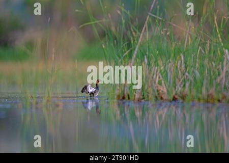 Petit Grebe (Tachybaptus ruficollis) dans le lac parmi les roseaux. Banque D'Images