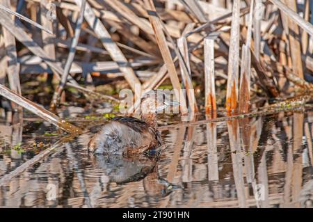 Petit Grebe (Tachybaptus ruficollis) dans le lac parmi les roseaux. Banque D'Images