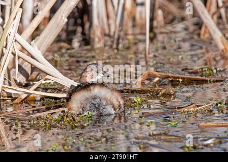 Petit Grebe (Tachybaptus ruficollis) dans le lac parmi les roseaux. Banque D'Images