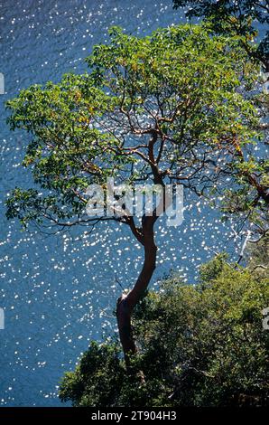 Madrone sur Rogue Wild & Scenic River, Rogue-coquille National Scenic Byway, Siskiyou National Forest, Oregon Banque D'Images