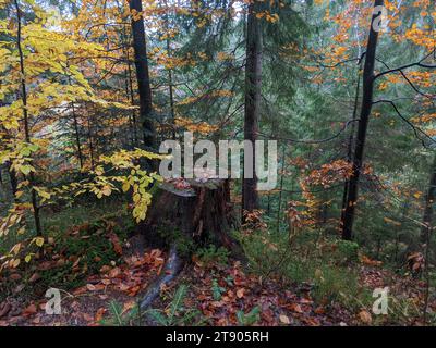 Beau paysage d'automne avec souche dans la forêt. Feuillage coloré dans le parc. Falling feuilles fond naturel. Podium de maquette pour presen produit Banque D'Images