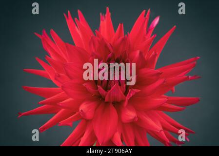 Macro fleur de Dahlia rouge vif isolé sur fond sombre Banque D'Images