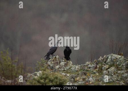 Corbeau commun dans les montagnes des Rhodopes. Corvus corax dans les montagnes rocheuses en hiver. Oiseau noir est cawing sur le dessus de la pierre. Banque D'Images