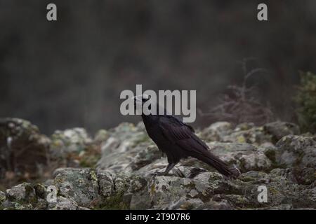 Corbeau commun dans les montagnes des Rhodopes. Corvus corax dans les montagnes rocheuses en hiver. Oiseau noir est cawing sur le dessus de la pierre. Banque D'Images