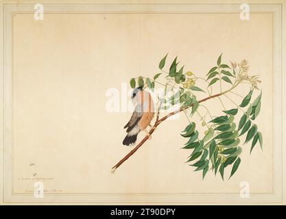 Brahminy Starling on Neem Tree Branch, 1780, Sheikh Zain al-DIN, Indien, 28 1/4 × 36 1/2 × 1 1/8 po. (71,76 × 92,71 × 2,86 cm) (cadre extérieur), couleurs opaques et encre sur papier Clark #88-5-1, Inde, 18e siècle, le célèbre «Impey Album», auquel ces 11 études d’histoire naturelle appartenaient à l’origine, marque le début d’une nouvelle école dans le canon de la peinture indienne : c’est-à-dire «Company Painting» ainsi appelé d'après la Compagnie britannique des Indes orientales, qui en 1757 avait pris le pouvoir effectif sur le sous-continent - couvrant à partir de vers 1760-1880 et distingué par les peintres indigènes Banque D'Images