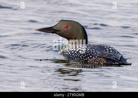 Gros plan Adult Common Loon (Gavia immer) nageant dans un lac du nord du Minnesota en été dans la forêt nationale de Chippewa, nord du Minnesota, États-Unis Banque D'Images