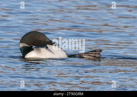 Gros plan Adult Common Loon (Gavia immer) nageant avec 1 pieds dans les airs dans un lac éloigné du nord du Minnesota USA Banque D'Images