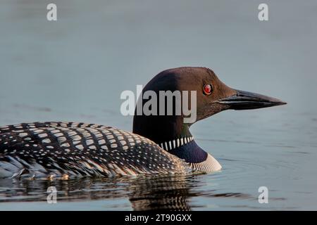 Gros plan Adult Common Loon (Gavia immer) nageant dans un lac du nord du Minnesota en été dans la forêt nationale de Chippewa, nord du Minnesota, États-Unis Banque D'Images