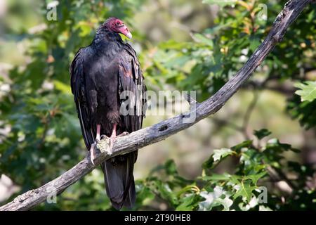 Gros plan Turkey Vulture (Cathartes aura) perché sur une branche d'arbre morte dans la forêt nationale de Chippewa, nord du Minnesota États-Unis Banque D'Images