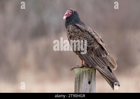 Gros plan Turkey Vulture (Cathartes aura) perché sur un poteau de clôture dans la forêt nationale de Chippewa, nord du Minnesota, États-Unis Banque D'Images