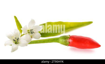 Chili Peppers avec fleurs et feuilles isolées sur fond blanc Banque D'Images