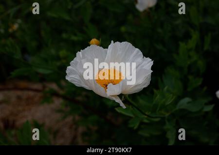 Gros plan de la fleur blanche de la plante de jardin vivace à floraison estivale romneya coulteri. Banque D'Images