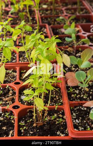 Plants de plantes végétales poussant dans des plateaux en plastique en terre cuite. Banque D'Images