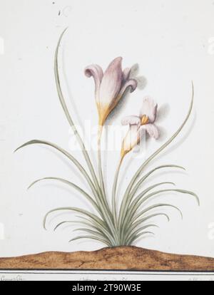 Safran Crocus (Crocus sativus), début du 19e siècle, Anglais inconnu, 16e siècle, 7 3/16 x 5 9/16 po. (18,26 x 14,13 cm) (image)7 3/4 x 6 3/16 pouces (19,69 x 15,72 cm) (feuille), Aquarelle, Angleterre (?), 19e siècle Banque D'Images