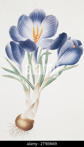 Crocus Syber. Safran ou Crocus de Sibérie., début du 19e siècle, Anglais inconnu, 16e siècle, 7 1/4 x 4 1/2 po. (18,42 x 11,43 cm) (image)10 x 7 3/4 pouces (25,4 x 19,69 cm) (feuille), Aquarelle, Angleterre (?), 19e siècle Banque D'Images