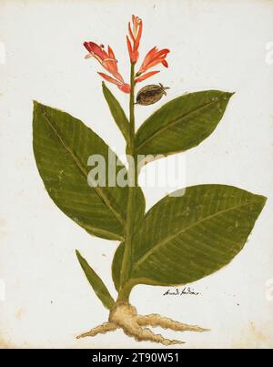 Tir indien (Canna indica), 16e siècle, inconnu, 17 1/4 x 12 1/4 po. (43,82 x 31,12 cm) (image)18 3/4 x 14 7/8 pouces (47,63 x 37,78 cm) (feuille), Aquarelle, Italie, 16e siècle Banque D'Images