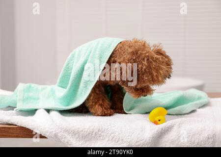 Mignon chien Maltipoo enveloppé dans une serviette et canard en caoutchouc à l'intérieur. Adorable animal de compagnie Banque D'Images