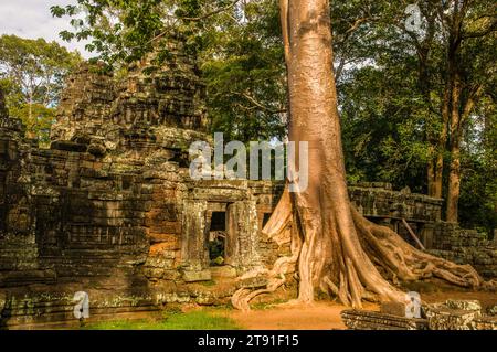 Temple Banteay Kdei avec banyan Tree, déserté pendant la pandémie COVID - 19, Parc archéologique d'Angkor, province de Siem Reap, Cambodge. © Kraig Lieb Banque D'Images