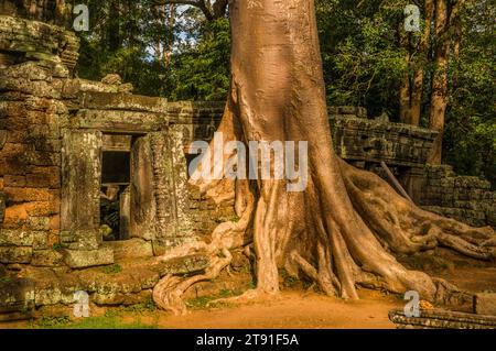 Temple Banteay Kdei avec banyan Tree, déserté pendant la pandémie COVID - 19, Parc archéologique d'Angkor, province de Siem Reap, Cambodge. © Kraig Lieb Banque D'Images